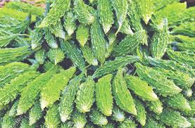 Photo of जानिए करेला खाने के बाद न करें इन चीजों का सेवन