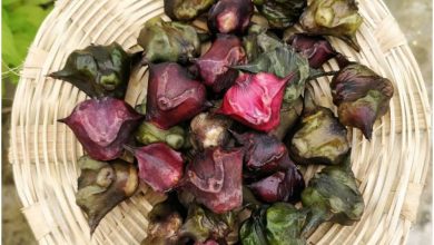 Photo of जानिए रोज़ाना सिंघाड़ा खाने के फ़ायदे..