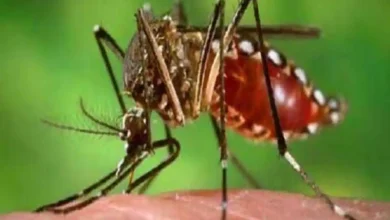 Photo of जानिए एडीस एजिप्टी मच्छर के काटने से क्यों फैलती हैं बीमारियां..