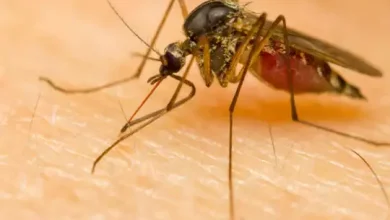 Photo of जानिए डेंगू के मरीज़ का कैसे रखे ध्यान..