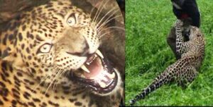 Photo of उत्तराखंड में गुलदार की दहशत, ग्रामीण घरों में कैद, जानें पूरी ख़बर