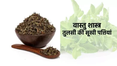 Photo of जानिए वास्तु शास्त्र में तुलसी की सूखी पत्तियों को शुभ क्यों माना जाता है…