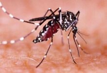 Photo of कानपुर में अब भी नहीं टला जीका का खतरा, नए मच्छर आर्मीगेरेस की ब्रीडिंग मिली