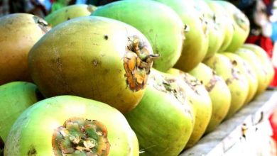 Photo of वर्कआउट के बाद इंस्टेंट एनर्जी गेन करने के लिए सेवन करे नारियल पानी..