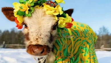 Photo of Russia में आयोजित की गई गायों की सुंदरता की ये अनोखी प्रतियोगिता..