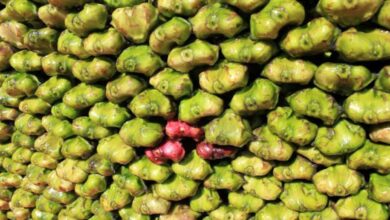 Photo of सिघाड़ा खानें से आप कई बीमारियों से बच सकते हैं, आइए जानें इसके फायदे..