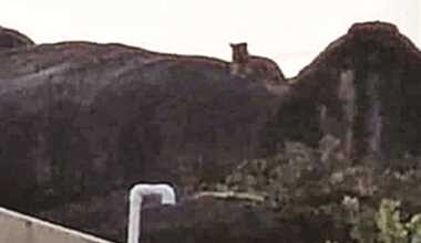 Photo of छत्तीसगढ़: तेंदुए की दहाड़ सुनते ही मोहल्ले में फैली दहशत..