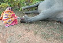 Photo of करंट प्रवाहित तार की चपेट में आने से मौके पर ही नर हाथी की मौत..