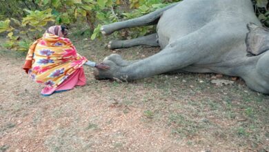 Photo of करंट प्रवाहित तार की चपेट में आने से मौके पर ही नर हाथी की मौत..