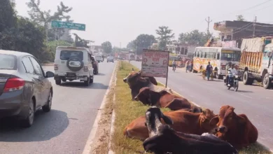 Photo of गोशाला न होने से सैकड़ों बेसहारा पशु खेतों में घुसकर फसलों को कर रहे बर्बाद..
