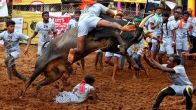 Photo of जल्लीकट्टू में केवल 25 खिलाड़ी ही एक समय में लेंगे भाग..
