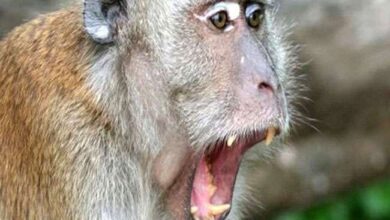 Photo of बुजुर्ग हुई बंदरों के हमले से घायल, अब उपचार में आए खर्च का भुगतान महिला ने वन विभाग से मांगा..