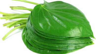 Photo of  इन पत्तों का इस्तेमाल त्वचा की खूबसूरती बढ़ाने के लिए भी किया जा सकता है, जानिए कैसे..