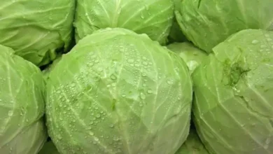 Photo of वजन घटाने के लिए पत्ता गोभी के फायदे ..