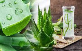 Photo of एलोवेरा की मदद से वजन घटाया जा सकता है तो चलिए जानते हैं कि इसका उपयोग कैसे करें?