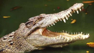Photo of न्यूयॉर्क के एक पार्क से एक बहुत ही सुस्त घड़ियाल पकड़ा गया..