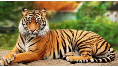 Photo of कार्बेट टाइगर रिजर्व की सीमा पर तीन माह के अंतराल में बाघ ने एक और महिला को बना लिया शिकार..