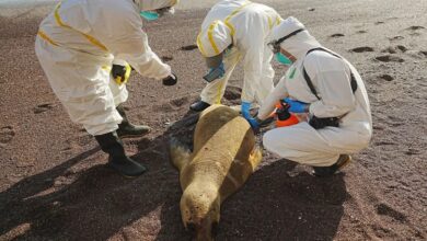 Photo of पेरू में 585 समुद्री जीव और 55000 जंगली पक्षियों की एच5एन1 बर्ड फ्लू वायरस के कारण हुई मृत्यु..