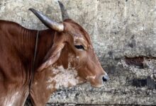 Photo of भोपाल में गाय की हत्या के आरोप में पुलिस ने तीन लोगों को किया गिरफ्तार…
