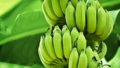 Photo of  जानें कच्चे केले के अन्य फायदे केबरे में..