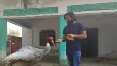 Photo of आर‍िफ और सारस की कल ही मुलाकात हुई, अब इस दोस्‍ती की क‍हानी में सांसद वरुण गांधी की एंट्री..