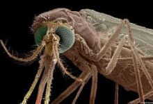 Photo of आइए जानें कि मलेरिया किन स्वास्थ्य समस्याओं की वजह बन सकता है..