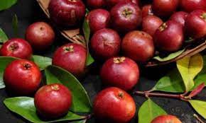 Photo of  कोकम खाने से सेहत को कई सारे फायदे होते हैं, आइए जानते हैं इसके बारे में..