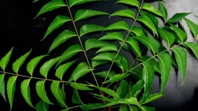 Photo of यहां जानें आप नेचुरल तरीके से भी जुओं की छुट्टी कर सकते हैं..