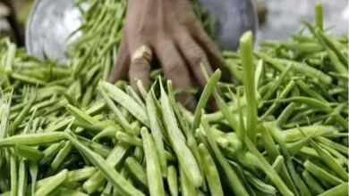 Photo of जानें ग्वार फली खाने से सेहत पर क्या-क्या लाभ हो सकते हैं..