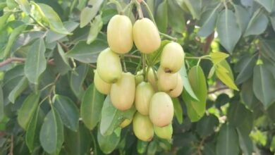 Photo of आइए जानते हैं, आखिर गर्मियों में सफेद जामुन क्यों खाना चाहिए…