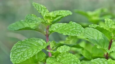 Photo of पुदीने की पत्तियों की तासीर काफी ठंडी होती, ये गर्मियों में कई समस्याओं से दिलाएगी राहत