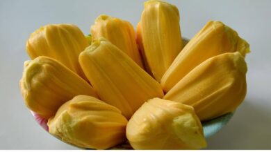 Photo of आप डाइट में कटहल के बीजों को शामिल कर वजन को तेजी से कंट्रोल कर सकते, जानते हैं इसके फायदे- 