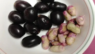 Photo of जामुन की गुठलियां फेंकने की बजाय इसका पाउडर बना लें, इसे खाने से कई बीमारियों से बचा जा सकता..