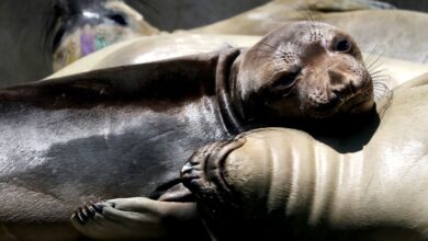 Photo of दक्षिणी कैलिफ़ोर्निया के समुद्र तटों पर सैकड़ों समुद्री शेर, डॉल्फ़िन मरे हुए पाए गए..