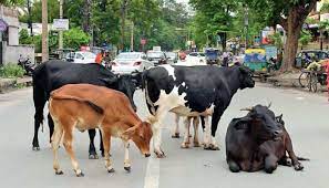 Photo of  केंद्र सरकार ने जानवरों के चलते राजमार्गों पर होने वाली दुर्घटनाएं रोकने के लिए बांस की मजबूत बाड़ लगाने का फैसला किया.. 