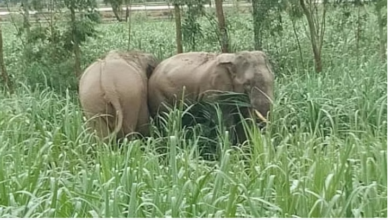 Photo of अल्मोड़ा : हाथी चढ़े पहाड़, जमकर की फसल बर्बाद