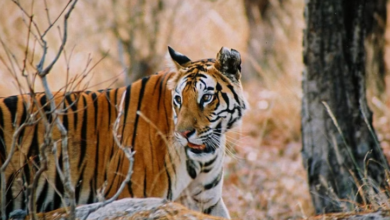 Photo of जिम कॉर्बेट नेशनल पार्क में बाघिन की मौत, जानिये कैसे?