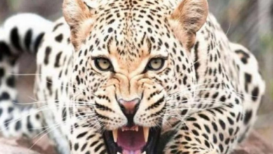 Photo of हरिद्वार: स्कूल में घुसा गुलदार, शिक्षिका ने हिम्मत दिखाकर बच्चों को किया सुरक्षित