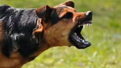 Photo of कुत्तों के आतंक से परेशान कई शहर