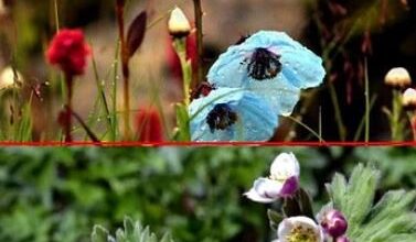 Photo of चमोली: पर्यटकों के लिए बंद हुई फूलों की घाटी