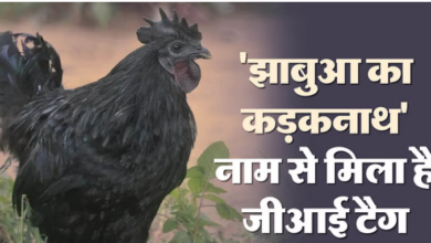 Photo of मध्यप्रदेश चुनाव: झाबुआ के कड़कनाथ के 2,000 रुपये तक बढ़ गए दाम जानिए क्यों?