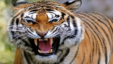 Photo of लकड़ी तोड़कर युवक पेड़ से नीचे उतरा तो पीछे से बाघ ने किया हमला