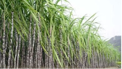 Photo of दिवाली पर महंगा हुआ गन्ना,जानिए वजह