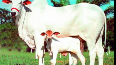 Photo of हरियाणा: चिचड़ी रोग से संक्रमित हो रहीं गाय; शोध में मिला थिलेरियोसिस का ज्यादा प्रभाव