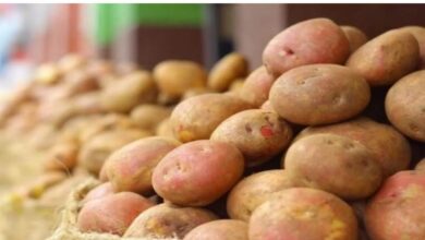 Photo of किसानों के नए-नए उत्पादों के लिए खुल रहा निर्यात का दरवाजा