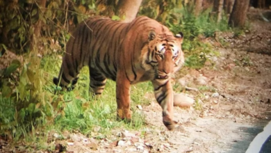 Photo of हरियाणा: गांव नांगल जमालपुर और निमोठ में बाघ की दहशत, वन विभाग ने कहा- अफवाह!
