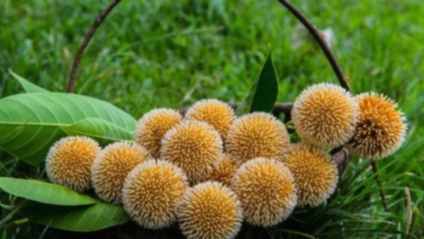 Photo of ब्लड शुगर कंट्रोल व स्पर्म काउंट बढ़ाने के लिए खाएं ये फल