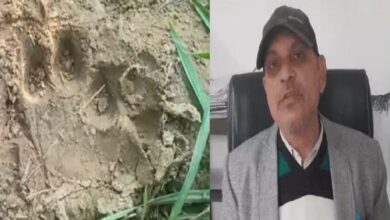Photo of रेवाड़ी : गांव भटसाना में बाघ दिखने से लोगों में दहशत फैली