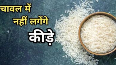 Photo of चावल में लग जाते हैं कीडे़? तो मददगार होंगे ये 5 टिप्स