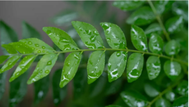 Photo of डायबिटीज के मरीजों के लिए वरदान है कढ़ी पत्ते का पानी